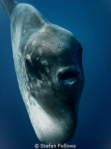 Cruse Control. Southern Ocean Sunfish - Mola ramsayi. Pan... by Stefan Follows 
